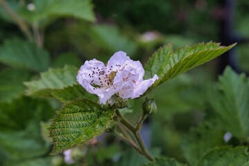 Blüten von verschiedenen Pflanzen in Farbe und Form unterschiedlich
