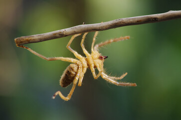 spider on a branch