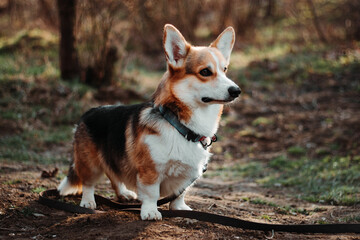 Welsh Corgi pembroke dog in the park