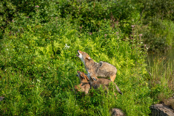 Mom coyote howling