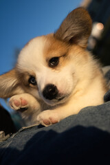 Beautiful cute corgi puppy. Dog portrait.