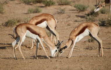 Springbok rams rutting in the Kgalagadi, South Africa