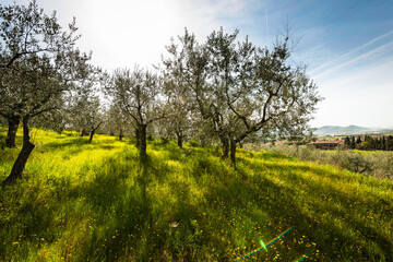 A field of olive trees in Italy in sunlight.