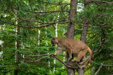 Fototapeta na wymiar mountain lion in the woods
