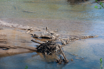 Woods and bones in Nisqually river in the Billy Frank Jr. Nisqually National Wildlife Refuge, WA,...