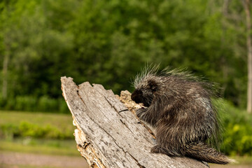 porcupine on a log 