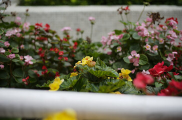 Naklejka premium flowers in the garden