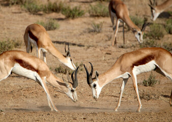 Springbok rams rutting in the Kgalagadi, South Africa
