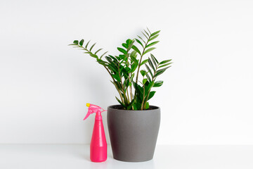 Potted plant zamioculcas and pink spray water bottle on white shelf at white background.