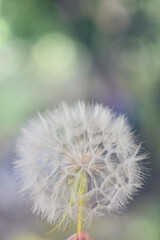 A large white ball of dandelion in hand against the sky. High quality photo