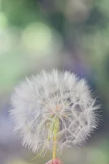 Foto op Canvas A large white ball of dandelion in hand against the sky. High quality photo © Avi