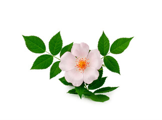 Wild rose flower isolated on a white background