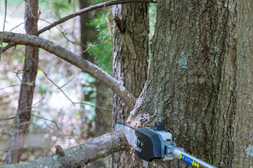 A man with a saw cuts a branch of a tree in forest park