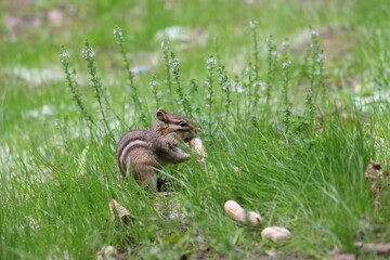 Chipmunk eating a peanut