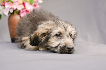 portrait of a small fluffy puppy on a gray background