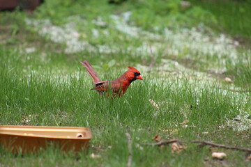 Cardinal getting ready to eat a peanut