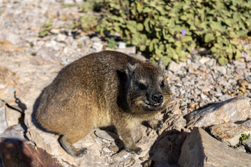 Naklejka premium HOLIDAY IN South Africa