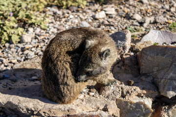 Naklejka premium HOLIDAY IN South Africa