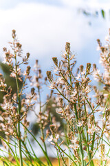 Asphodelus albus, commonly known as white-flowered asphodel, is an herbaceous perennial. High quality photo