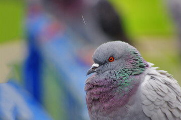 close up of a pigeon
