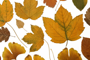 Collection of beautiful various dried autumn leaves isolated on white background