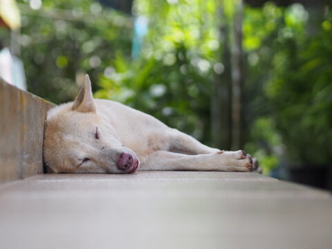 Thai bangkaew dog