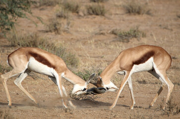 Springbok rams rutting in the Kgalagadi, South Africa