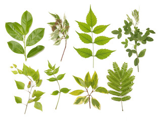 Botanical collection. Set of garden branches with green leaves. Decorative natural design elements.