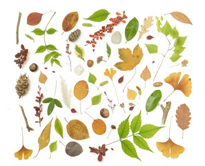 Forest elements collection. Composition with various elements: leaves, twigs, bark, cones, chestnut and stones. Natural design elements isolated on white background.