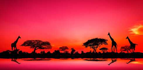 amazing sunset and sunrise.Panorama African tree silhouette with sunset, tree shadow with sun...