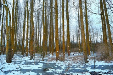 THE SALBURUA WETLAND, VITORIA-GASTEIZ, ALAVA, BASQUE COUNTRY, SPAIN