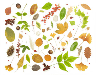 Forest elements collection. Composition with various elements: leaves, twigs, bark, cones, chestnut and stones. Natural design elements isolated on white background.