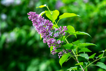Branches of blooming syringa close-up. Spring lilac bush in the park	
