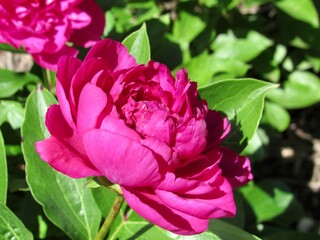 Pink Peony bloom 