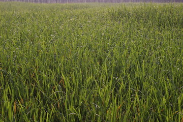 Rice field fresh growing in the morning