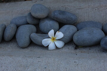 Fototapeta na wymiar stones and frangipani flower