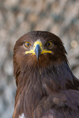 A greater spotted eagle (Clanga clanga) dark phase close up.