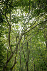 trees in the forest