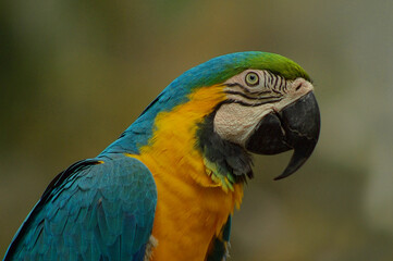 blue and yellow macaw