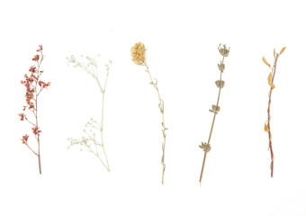 Dried herbs, grass and twigs. Natural decorative elements isolated on white background. 