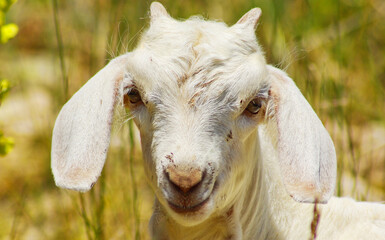 portrait of a goat in a meadow