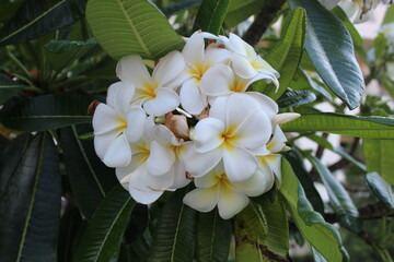 white flowers blooming from a tree