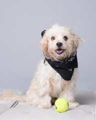 Playful scruffy white dog with shaggy ears smiles a big open-mouth grin sits with yellow tennis ball in the studio on a neutral background