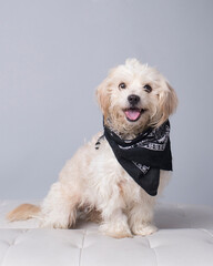 Playful scruffy  white dog in black bandana with shaggy ears smiles a big open-mouth grin while sitting on the chair in the studio on a neutral background