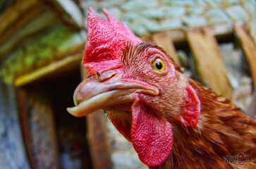 portrait of a chicken