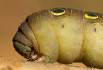 close up of a fish on a leaf