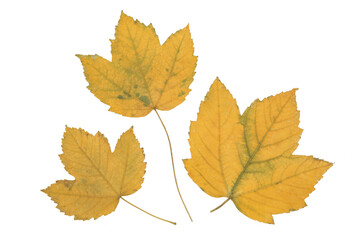 Beautiful dried autumn maple leaves isolated on white background