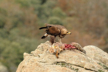 Joven aguila real come un zorro
