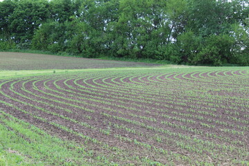 rows of planted crops curve around