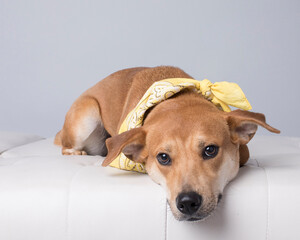 Gentle brown dog with yellow bandana lays down and looks warmly at the camera in the studio